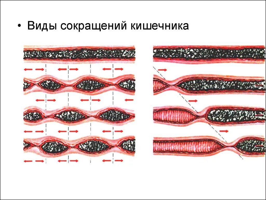 Маятникообразная перистальтика кишечника. Перистальтические сокращения стенок кишечника. Маятникообразные движения тонкого кишечника. Типы моторики тонкого кишечника.