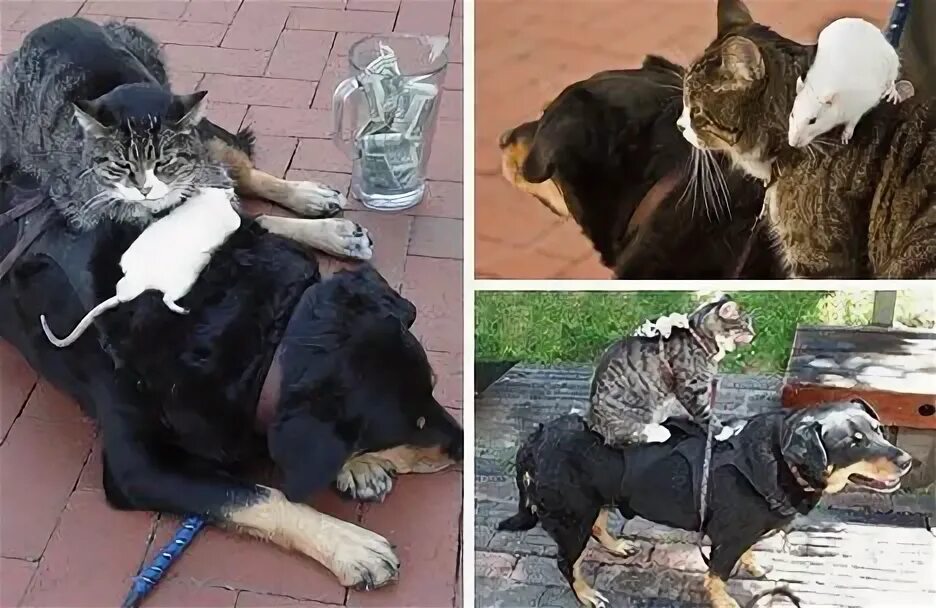 Кошка собака и крыса. Кошка и собака друзья. Дружба кошки и собаки. Кот и собака дружат. Мужчина крыса и собака