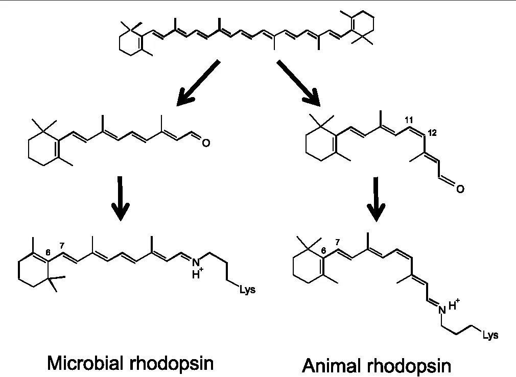 Содержат пигмент родопсин. Родопсин формула. Родопсин структурная формула. Ретиналь и опсин. Родопсин структура.