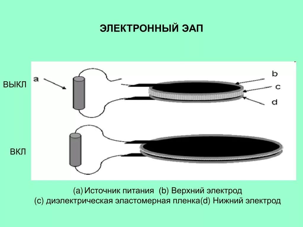 Электроактивные полимеры у роботов. Электроактивные полимеры. Электроактивные полимеры. Диэлектрические электроактивные полимеры. Электроактивные полимеры фото.