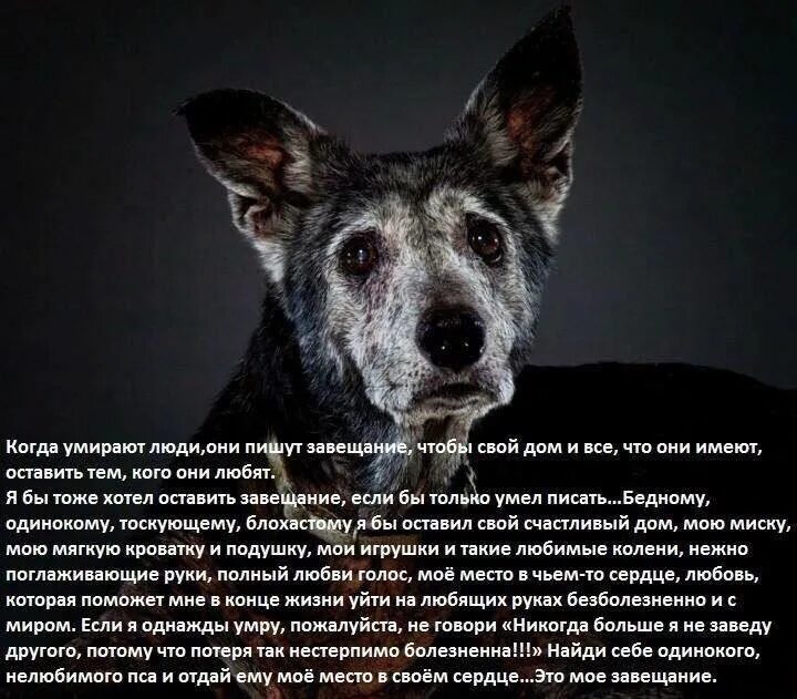 Куда девать умершую собаку