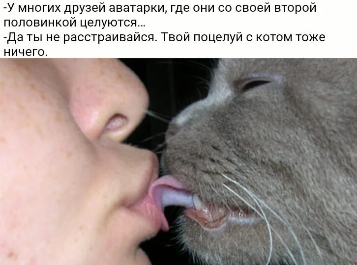 Кошка зализывает рану. Котик лижет. кошачий язык. кошка облизывается.
