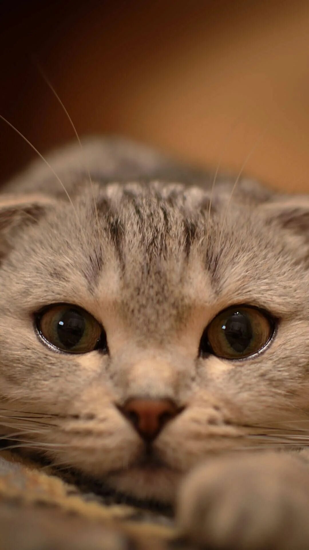 netgeek 動 物 on Twitter Cute baby cats, Cute cat, Cute cats and dogs