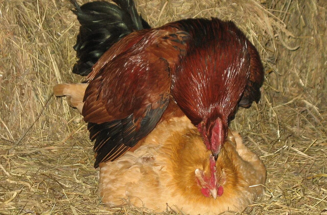 Курица между ног. Петух оплодотворяет курицу.