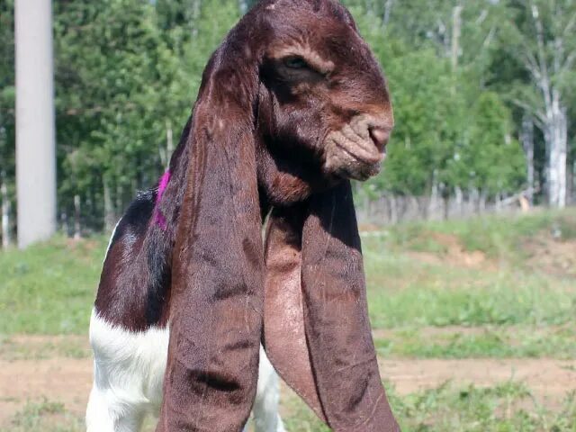 Козел Комори. Камори козы Пакистана. Козлята Камори. Пакистанская коза с длинными ушами Камори.