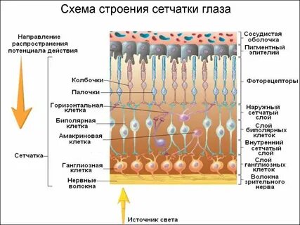 Из чего состоит сетчатка глаза