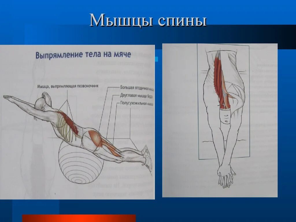 Мышцы при плавании. Плавание мышцы. мышца выпрямляющая туловище упражнения. мышца выпрямляющая позвоночник упражнения. мышцы спины при плавании.