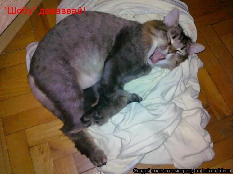 Кот и хозяин. А я не хозяин. Собака хочет гулять. А я не хозяин. Ты меня напугал.