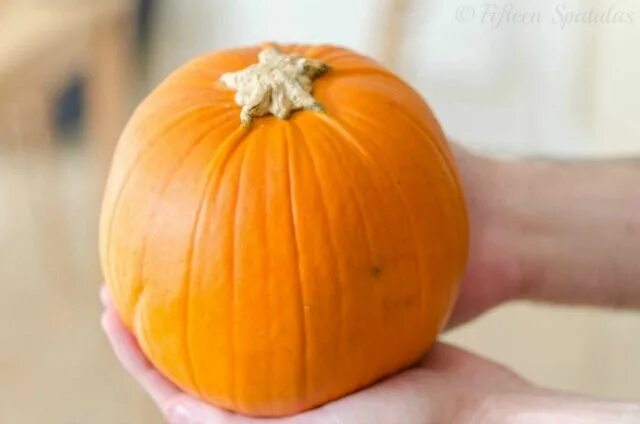 Great pumpkin. Тыква крупноплодная хэллоуин. Тыква сорт гигант атлантик. Pumpkin fresh спрей. Пампкин пампкин тыква пампкин.