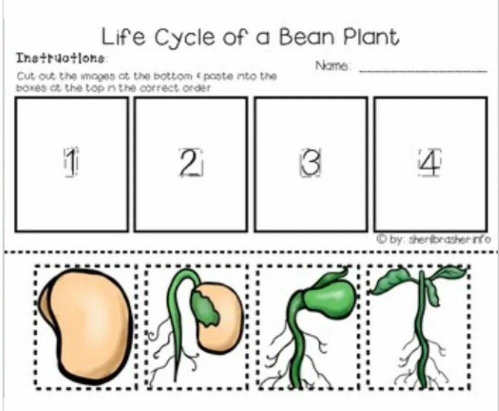 Plant Life Cycle. Plant Life Cycle for Kids. The Life Cycle of a Bean Plant. Plant Life Cycle Worksheets. Liveworksheets com l