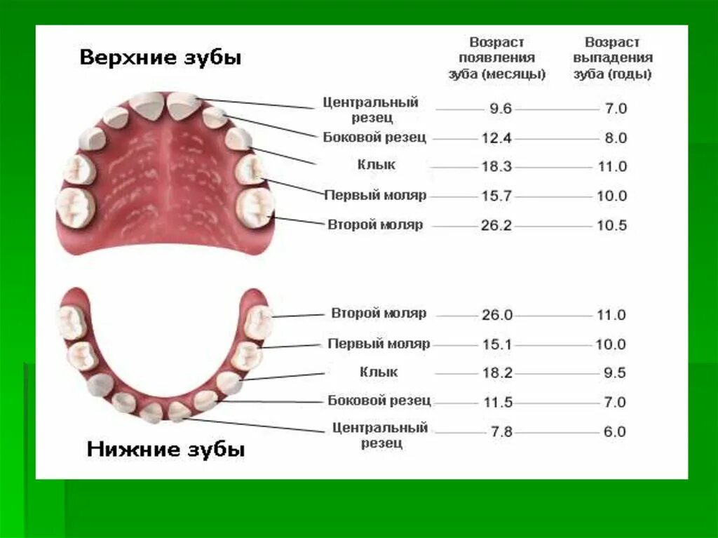 Зубы по возрасту. Моляры это какие зубы.