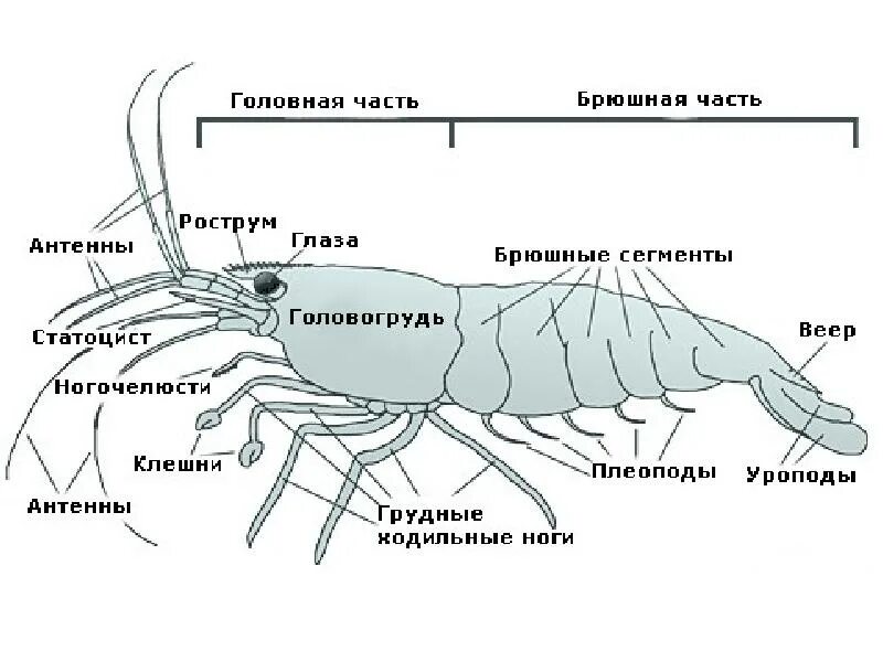 Какие отделы тела у ракообразных