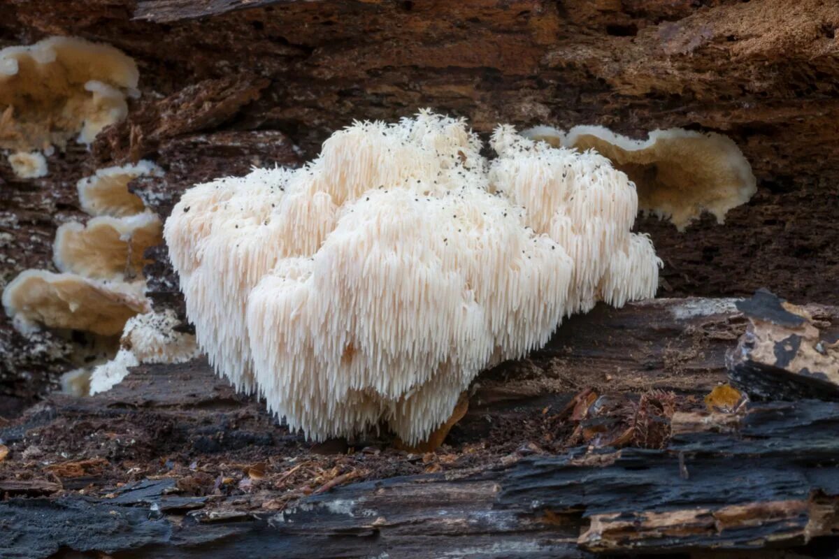 Ежовик гребенчатый (Hericium Erinaceus). Ежовик гребенчатый мицелий. Lions Mane ежевик гребенчатый. Львиная грива (Hericium Erinaceus). Герициум