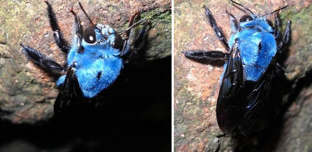 Синяя пчела плотник. Пчела-плотник xylocopa valga gerstaecker, 1872. xylocopa caerulea - пчела. шмель-плотник фиолетовый( xylocopa violacea ).