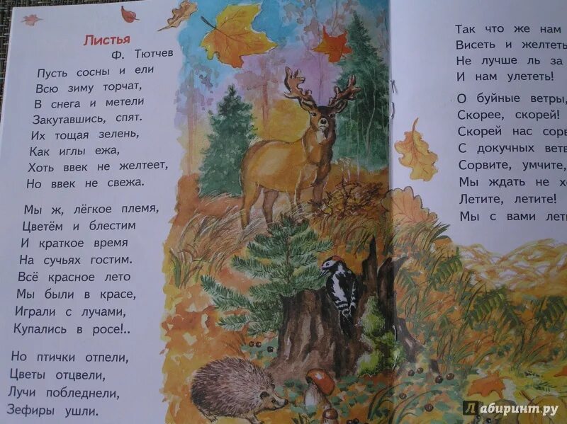 Стих пусть сосны ели всю зиму торчат. Тютчев пусть сосны и ели всю зиму. стихотворение листья. стих пусть сосны и ели всю зиму торчат. тютчев листья стихотворение.