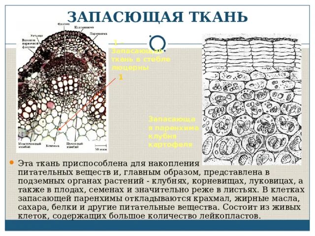 Запасная ткань растений. Запасающая паренхима клубня картофеля. Паренхиматозные ткани растений. Паренхима ткань растений. Запасающая паренхима.