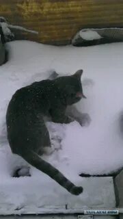 Кот твикс замерз