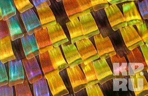 Чешуйки под микроскопом