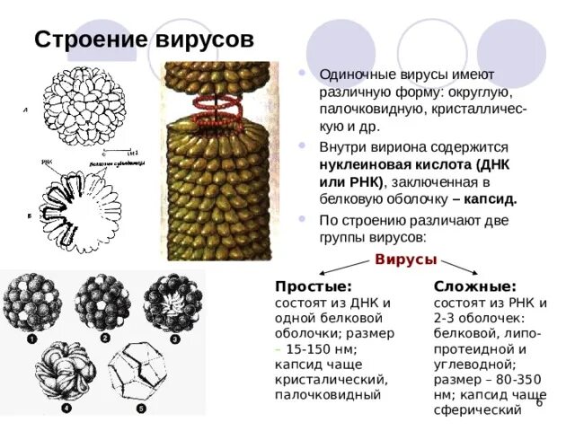 Тип симметрии бобра. Строение сферического вируса. Классификация и структура вирусов. Виды строения вирусов. Вирусы строение и функции.