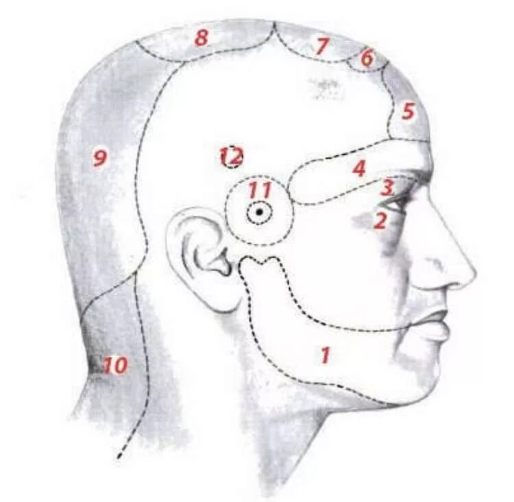 Определить затылок. Темя головы. Области головы. Точки по височной части головы. Область теменной части головы.