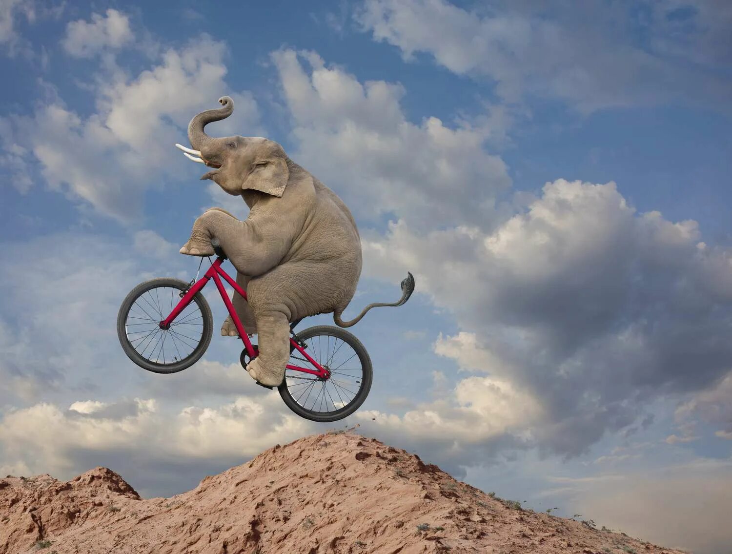 Слон на велосипеде. Животные на велосипеде. Обезьяна на Велике. Обезьянка на велосипеде.