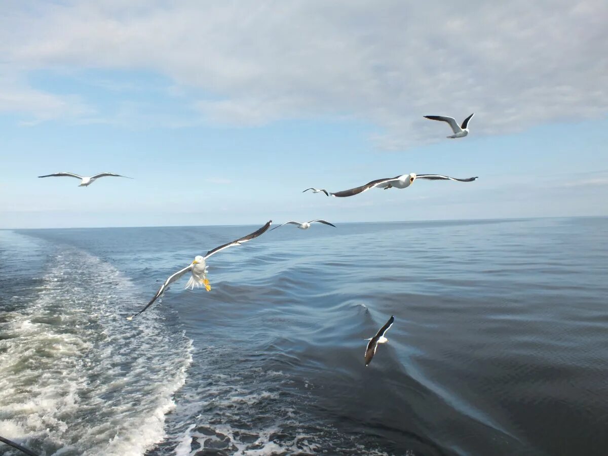 Волны и чайки над морем. Птицы над морем. Море, Чайки. Чайки в небе. Чайки над морем.