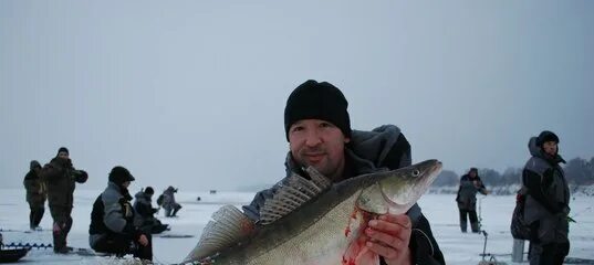 Судак Рыбинское водохранилище весенний. Судак на Рыбинском водохранилище. Рыбалка Рыбинское водохранилище Судак. Судак Рыбинского водохранилища.