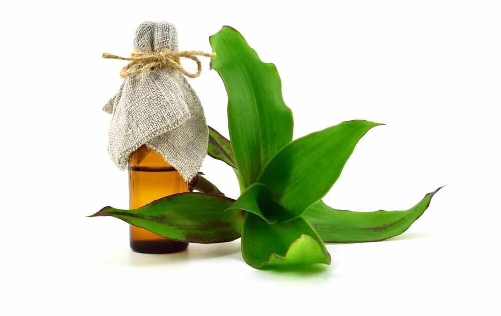 каллизия душистая золотой ус. традесканция золотой ус. дихоризандра и золотой ус. каллизия душистая. болезни золотого уса.