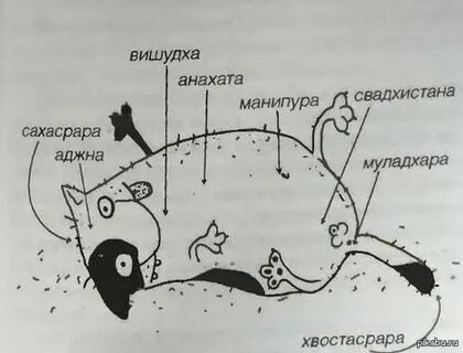Чакры животных