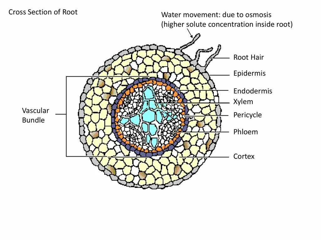 Internal root