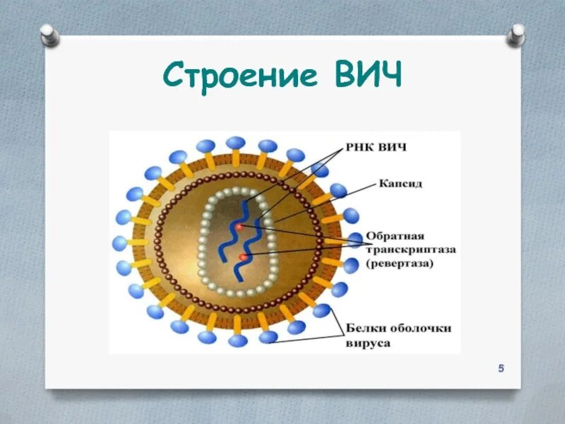 Строение вич. Строение вируса ВИЧ. Структура вируса ВИЧ. Вирус иммунодефицита человека строение. Структура вируса иммунодефицита человека.
