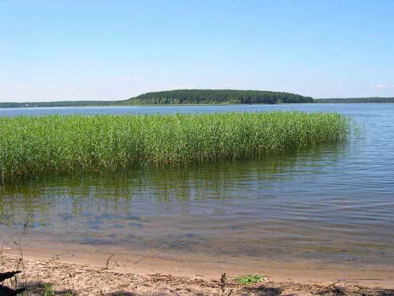 Второе по глубине озеро. Кожановское озеро в Брянской. Озеро кожаны Брянская область. Водоемы Брянской области озеро Кожаковское. Озеро обычное.