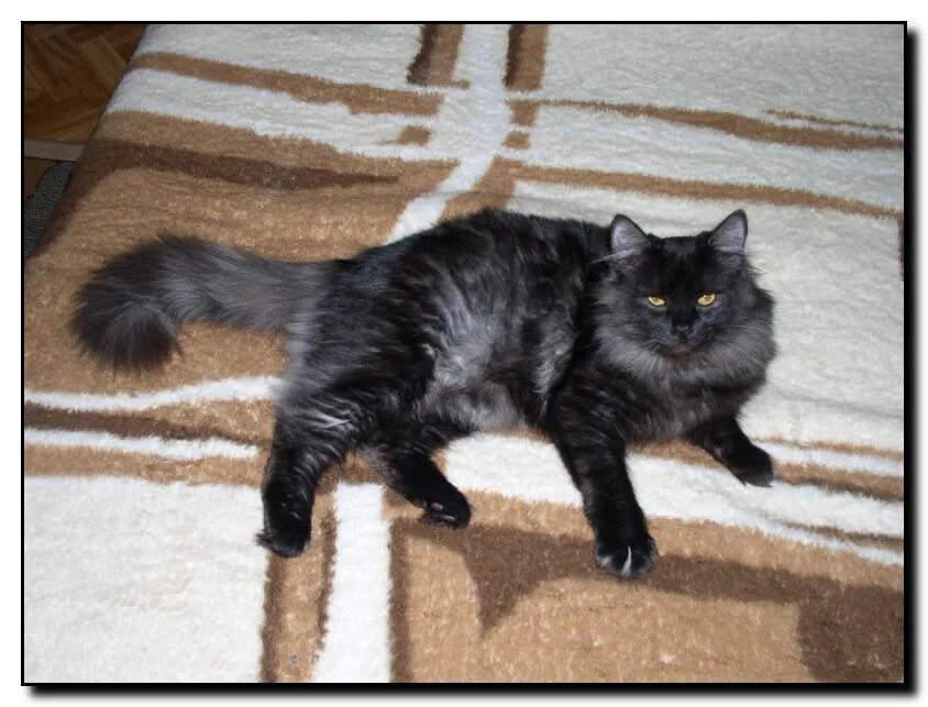 облысение алопеция у кошек. белый подшерсток. сибирская кошка окрас черный дым. шерсть волка. белый подшерсток.