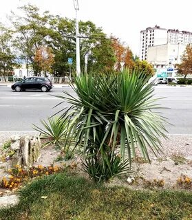 Растут в новороссийске