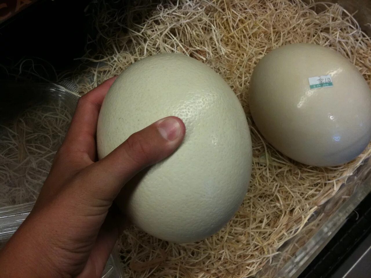 Яйцо страуса. Ostrich Egg зав. Страус яйцо горизонтально. Леггорн яйцо оливковое яйцо.