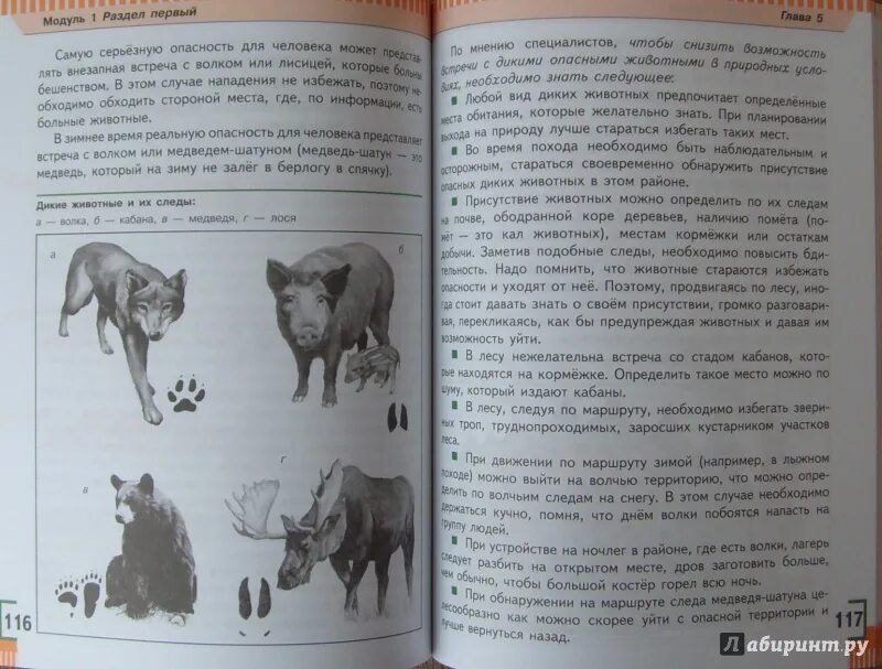 Дикие животные обж 8 класс. Книги о медведях шатунах. фото медведя из учебника обж 6 класс. книга территория волков. следы медведя обж 6 класс.