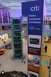 Золотое яблоко ходынский бул 4 фото