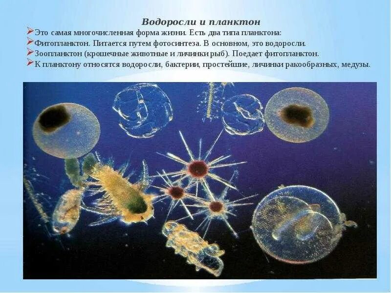 Что такое планктон 5 класс. Зоопланктон и фитопланктон. Одноклеточный фитопланктон. Планктонные водоросли фитопланктон. Зоопланктон и фит планктон.