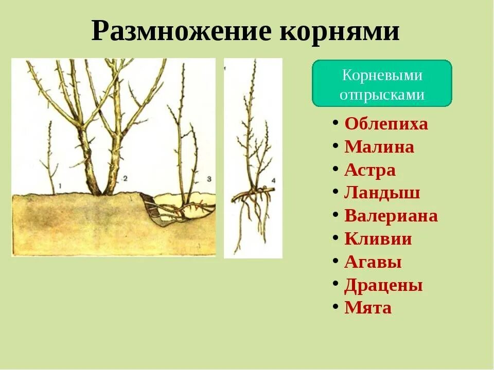 Что делать размножаться. Вегетативное размножение корневыми черенками. Отводки вегетативное размножение. Размножение облепихи порослью. Корневые отпрыски облепихи.