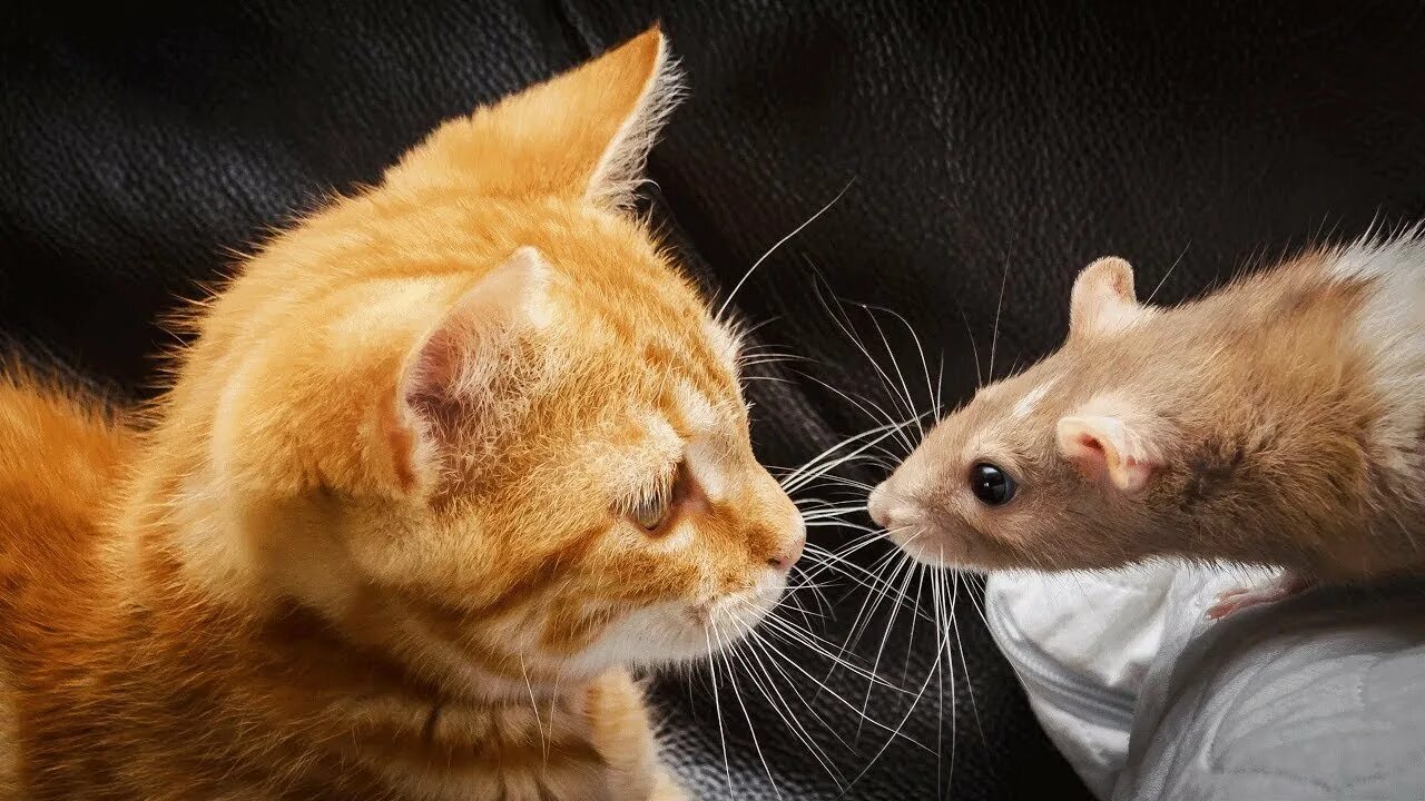 Кошки-мышки. Кошка и мышь. Котенок с мышкой. Рыжий кот и мышь. Кошечку мышку