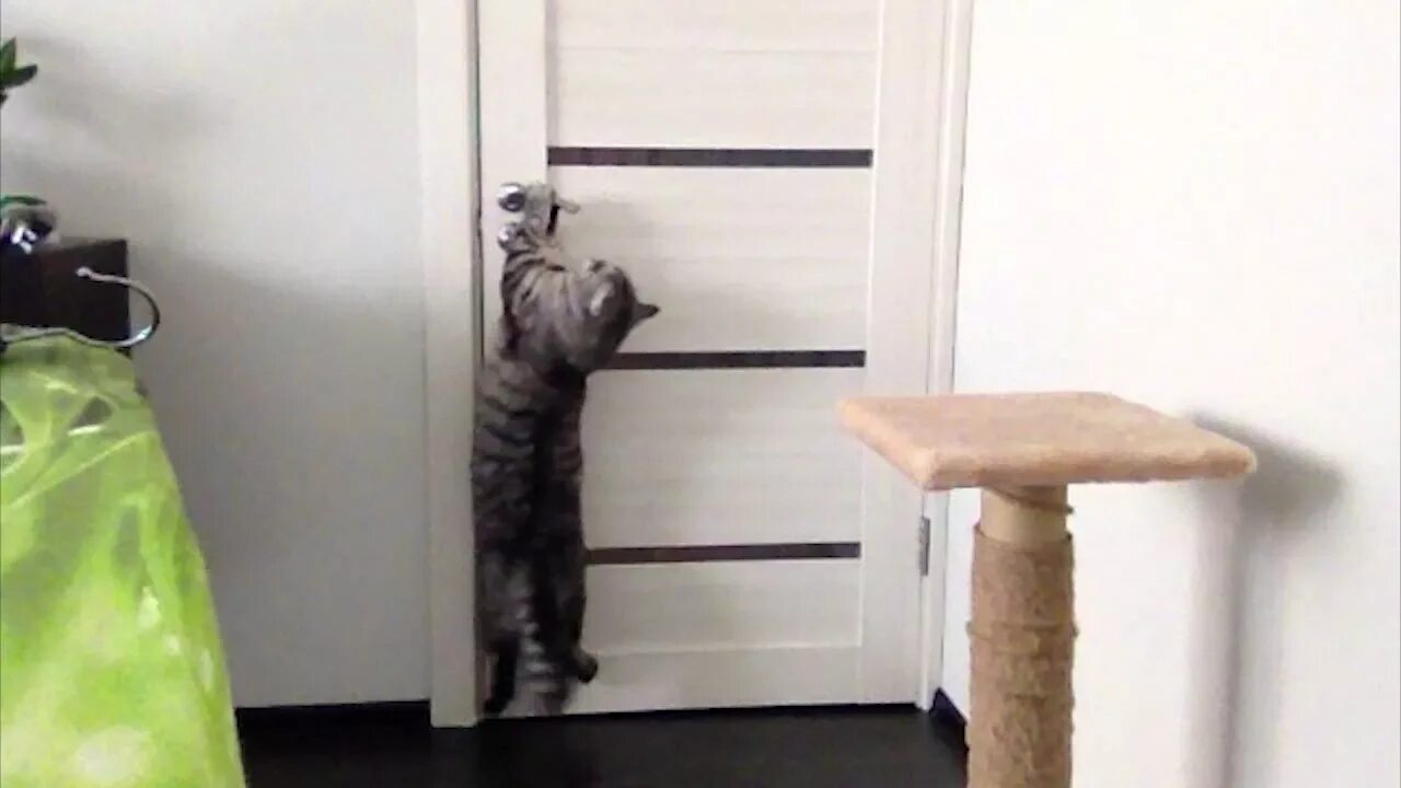 Кот открыл кран. Кот открывает дверь. Кошка царапает дверь. Кот открывает дверь за ручку. Дверь для кошки.