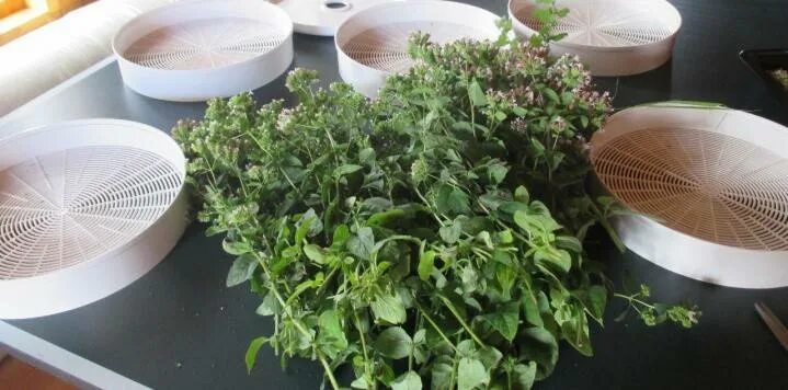 Сушка мяты. Мята в сушилке. Лист мяты высушенная. Мята в сушилке. Сушилка для мяты в баре.