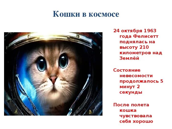 Кошка полетевшая в космос. Кошки летали в космос. Кошка которая была в космосе. Кошка побывавшая в космосе. Первая кошка в космосе.