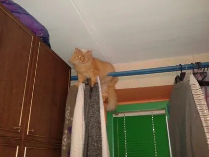 Кот не принимает нового кота