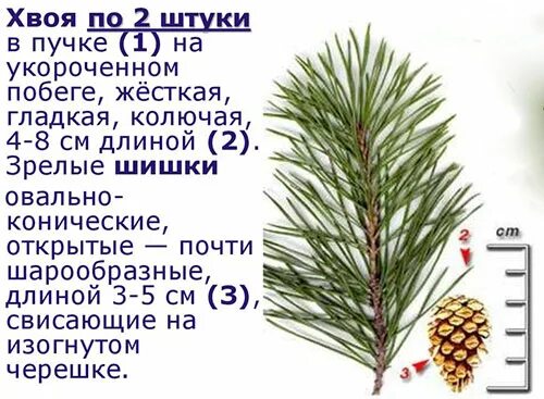 Вред хвойных. Сосна сосуды. Сосновые иголки для чистки сосудов. Сосновая хвоя для чистки сосудов. Очистка сосудов хвойных.