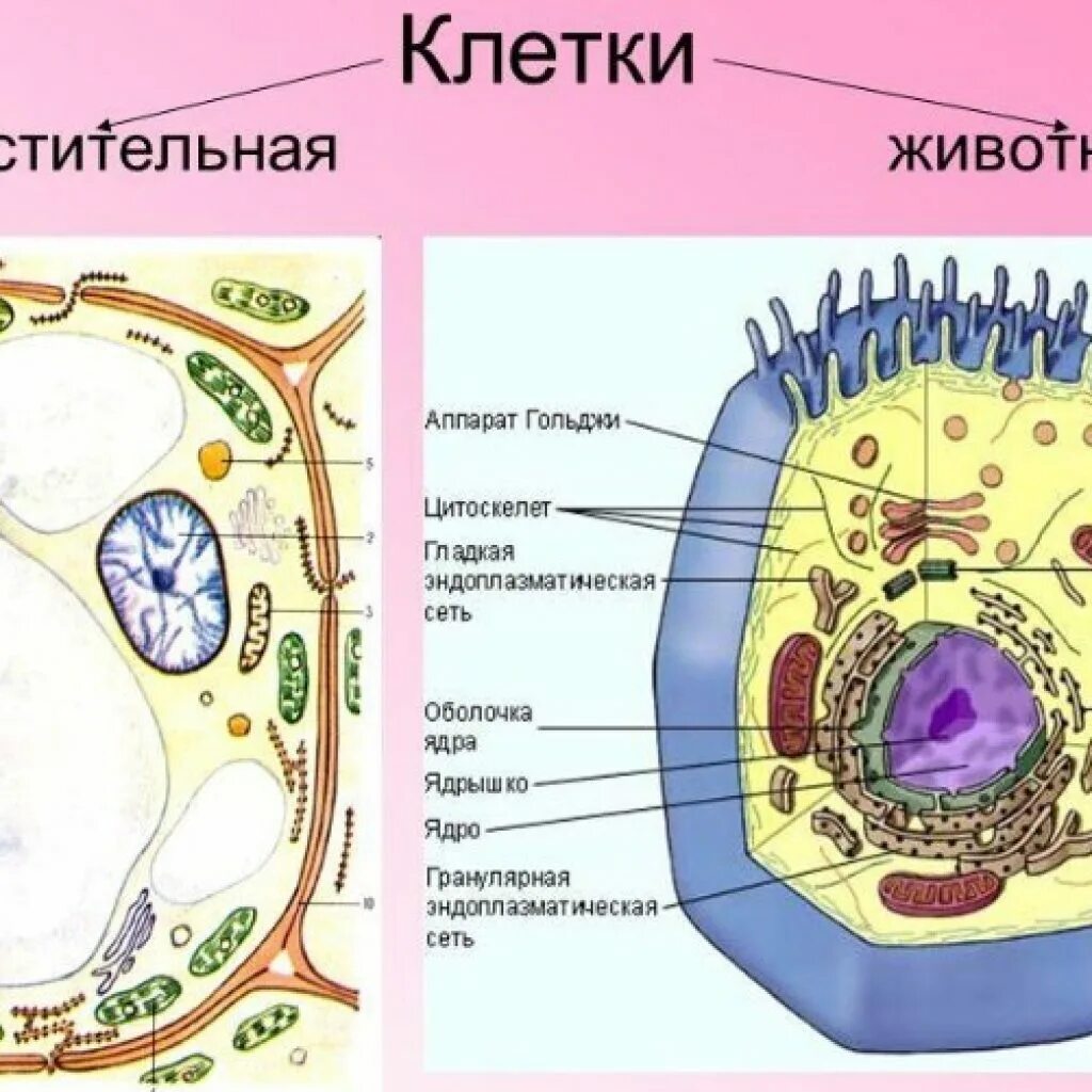 Сравните строение растительной и животное. Строение растительной и животной клетки. Строение эукариотической клетки растения животные грибы. Рисунок органоиды животной и растительной клетки. Строение органелл растительной клетки и животной клетки.