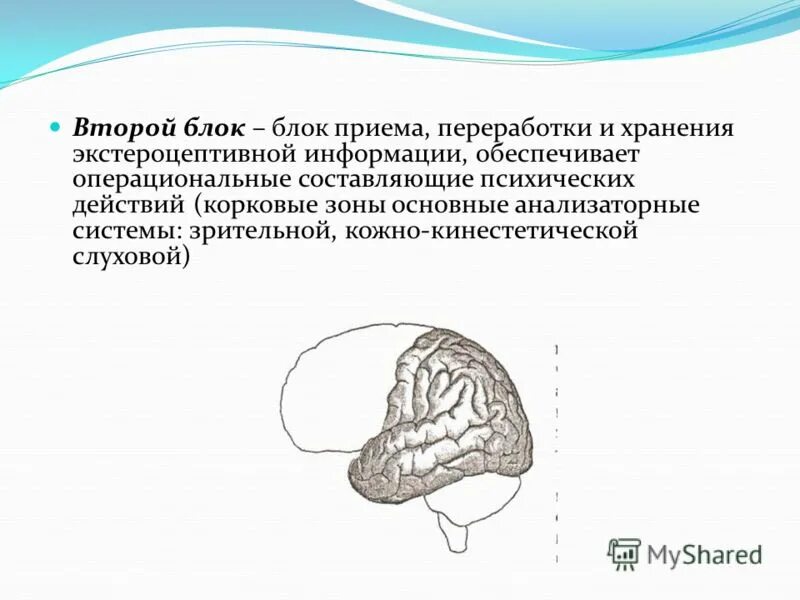 Блоки мозга. Второй блок – блок приема, переработки и хранения информации. Функциональные блоки мозга. Второй блок – блок приема, переработки и хранения информации. Функции блок приема переработки и хранения информации.