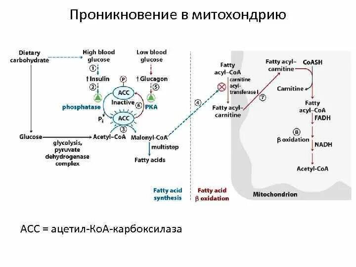 Кетоновые тела митохондрии. Реакции биосинтеза кетоновых тел. Гмг-коа-лиаза. Кетоновые тела митохондрии. Синтез кетоновых тел из ацетил-коа.