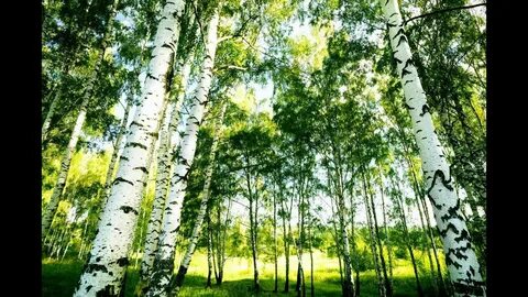 Ютуб березовая роща