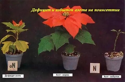 Какой экологический закон обуславливает недостаток азота